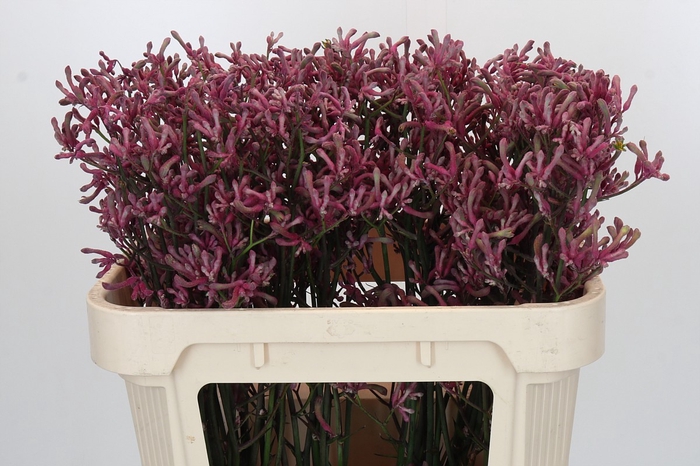 <h4>Anigozanthos Pink Joey</h4>