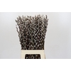 Salix Caprea Snow Flake P. Red Absorbed