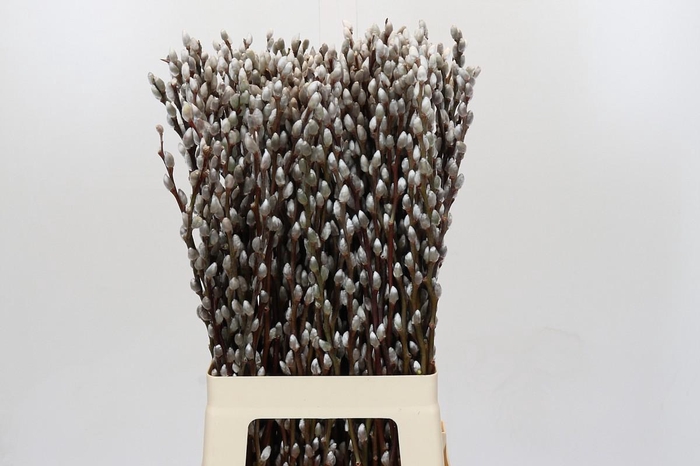 <h4>Salix Caprea Snow Flake P. Red Absorbed</h4>