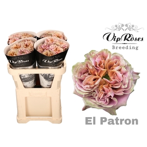 R GR EL PATRON XXL x20