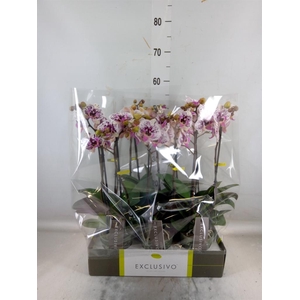 Phalaenopsis multi.   ...