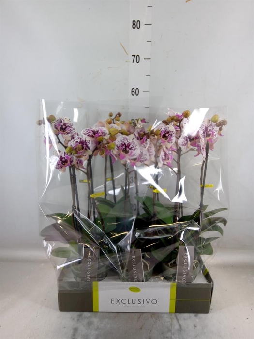 <h4>Phalaenopsis multi.   ...</h4>