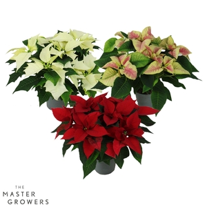Poinsettia mix 13cm 5 bloem