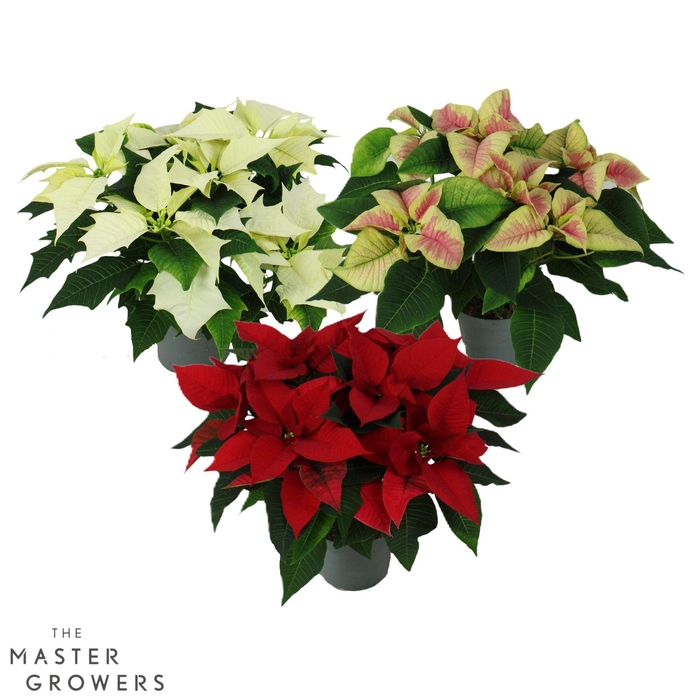 <h4>Poinsettia mix 13cm 5 bloem</h4>