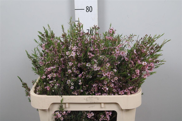 <h4>Chame Un Pink Shine</h4>