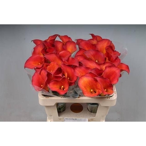 Calla Captain Trinity