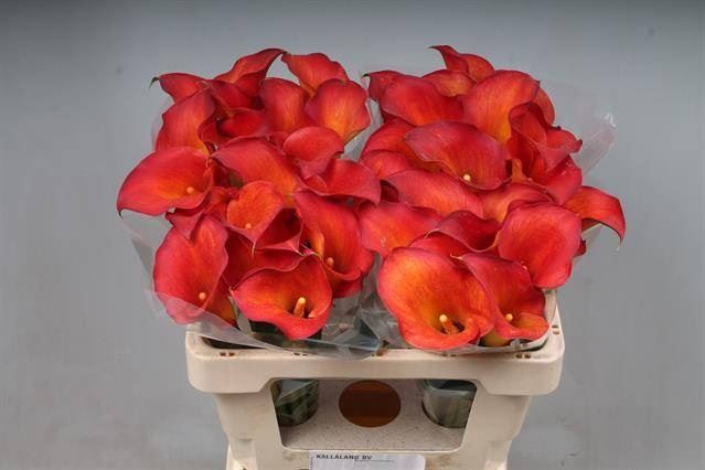 <h4>Calla Captain Trinity</h4>