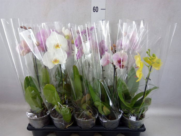 <h4>Phalaenopsis   ...mix</h4>