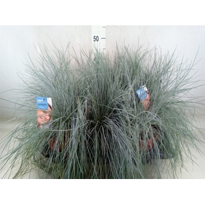 Festuca glauca 'Intens Blue'