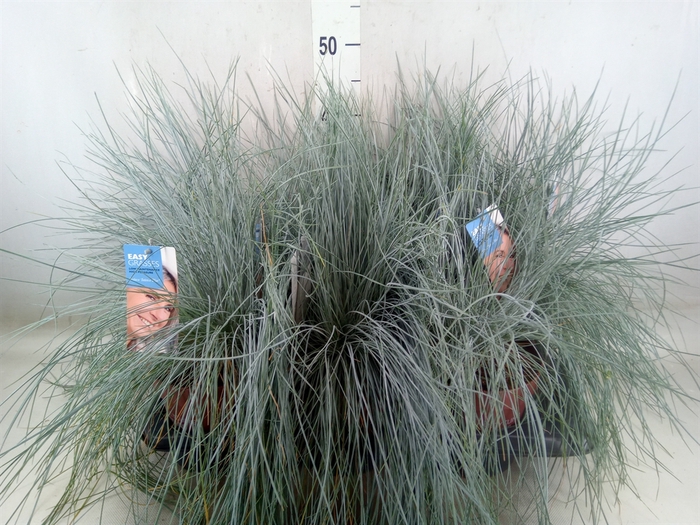 <h4>Festuca glauca 'Intens Blue'</h4>