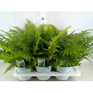 Dryopteris affinis