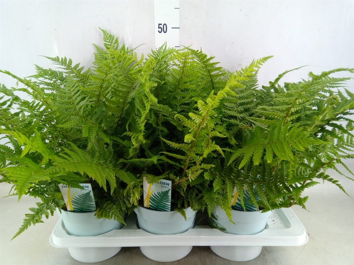 <h4>Dryopteris affinis</h4>