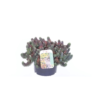 Sedum forsterianum Oracle