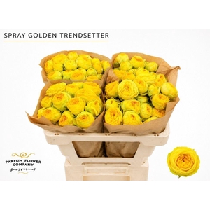Rosa TR 'Golden Trendsetter'