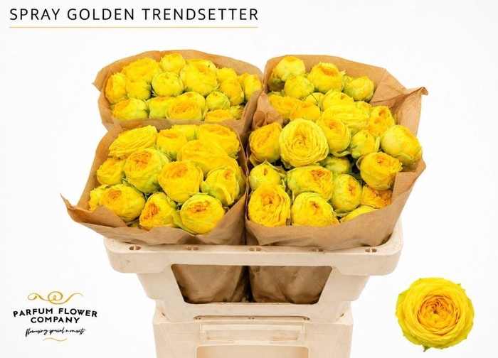 <h4>Rosa TR 'Golden Trendsetter'</h4>