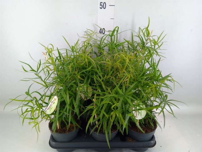 <h4>Asparagus falcatus</h4>