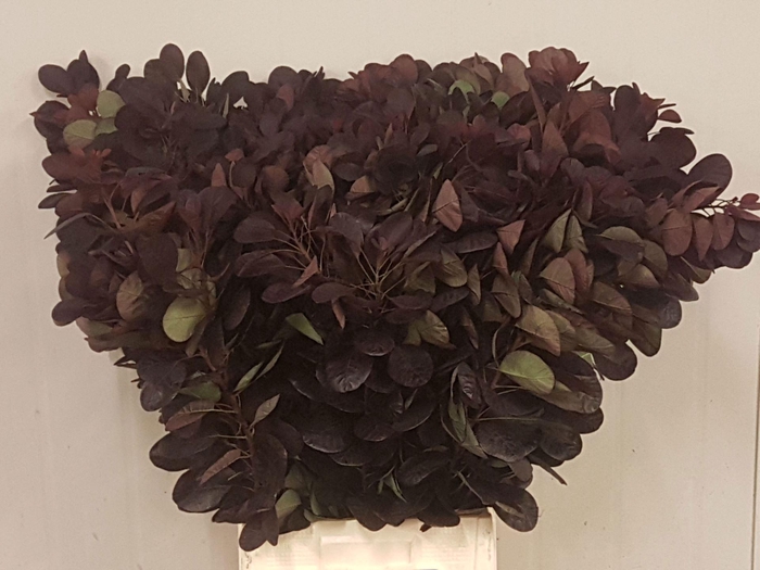 <h4>COTINUS ROYAL PURPLE</h4>