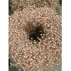 KRANS CONIFEER 55
