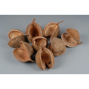 BUDDHA NUTS NATUREL 8pcs