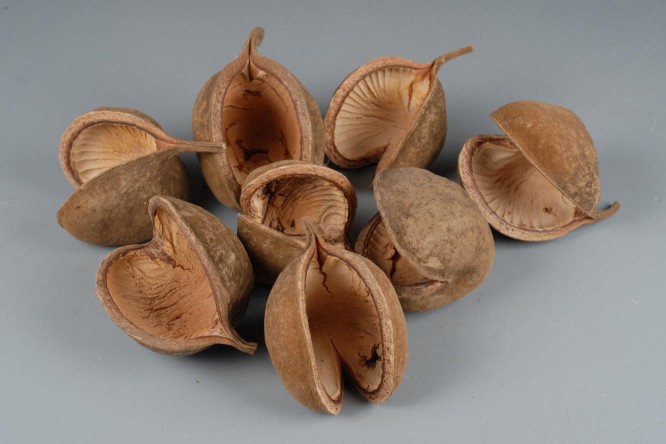 BUDDHA NUTS NATUREL 8pcs