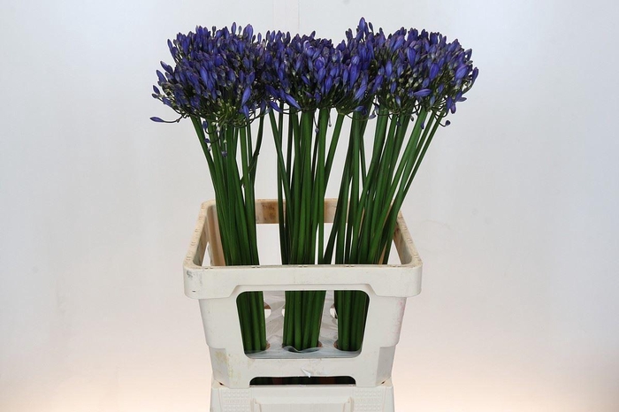 <h4>Agapanthus 'Uri'</h4>