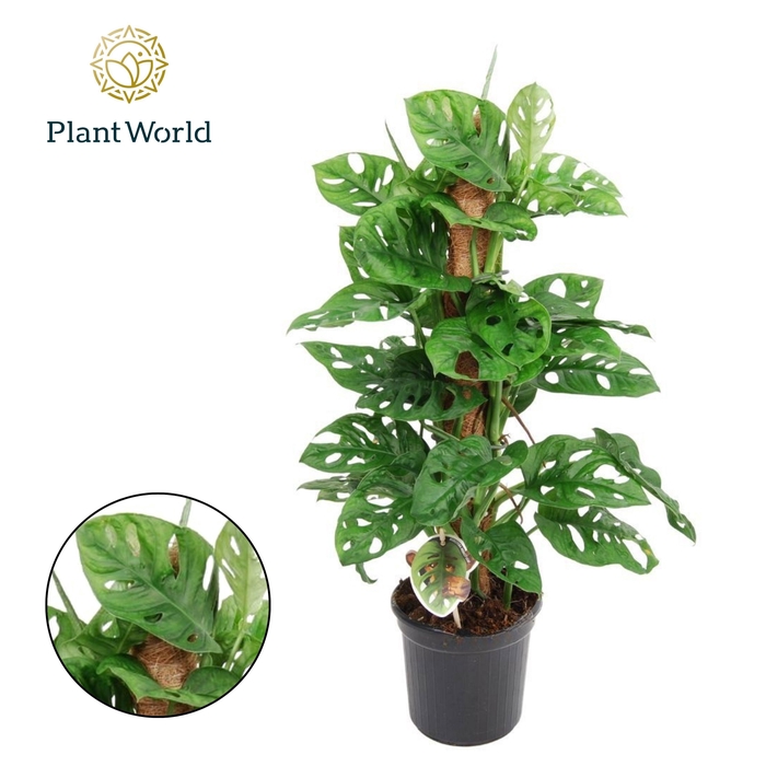 <h4>Monstera obliqua 'Monkey Leaf' Mosstok</h4>