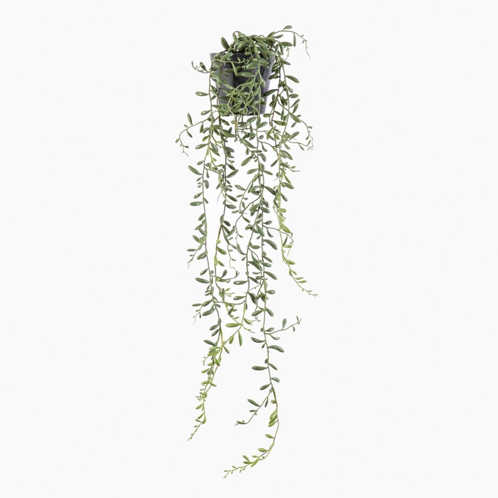 <h4>Cactus Plant in Pot Green PP550058GRN</h4>