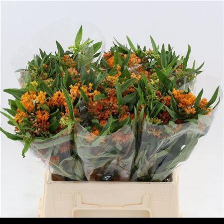 <h4>Ascl Tuberosa</h4>