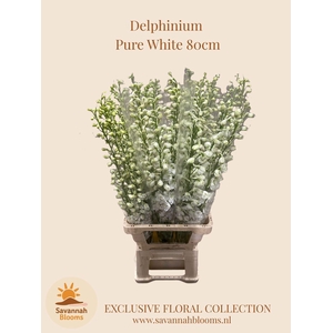 DELPH EN MAGIC FOUNTAINS WHITE