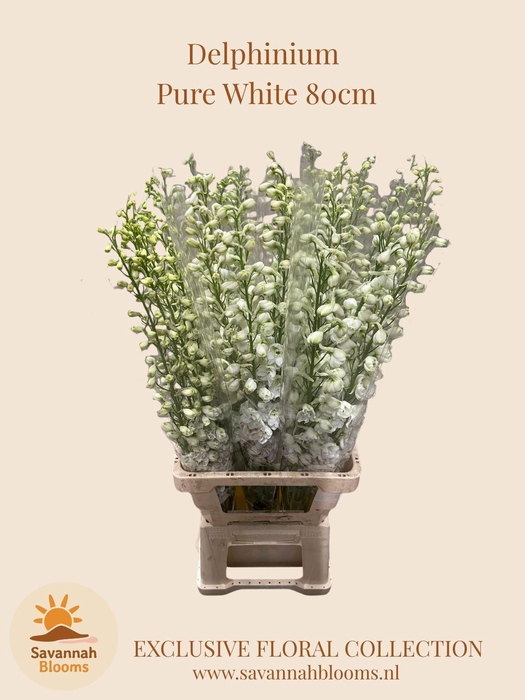<h4>DELPH EN MAGIC FOUNTAINS WHITE</h4>