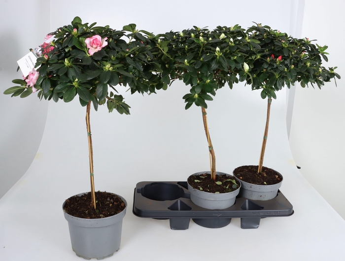 <h4>RHODO SI GEM</h4>