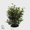 .Ficus benjamina natasja
