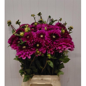 Dahl Dec Lilac Bull
