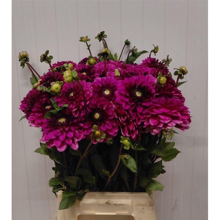 <h4>Dahl Dec Lilac Bull</h4>