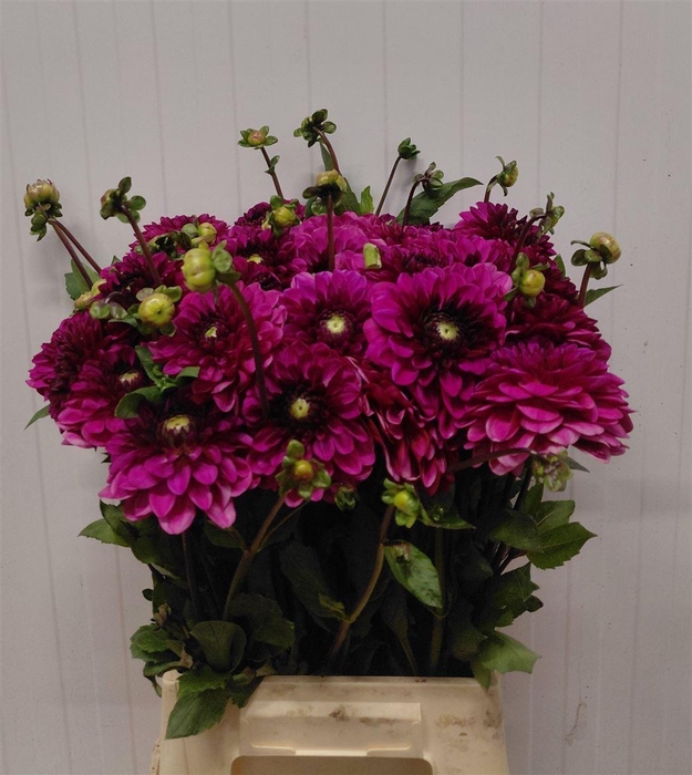 Dahl Dec Lilac Bull