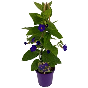 Thunbergia Battiscombei P19 PIRAMIDE