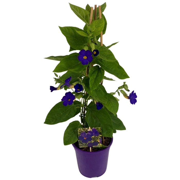 <h4>Thunbergia Battiscombei P19 PIRAMIDE</h4>
