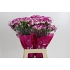 Dianthus St Kino