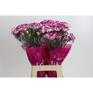 Dianthus St Kino