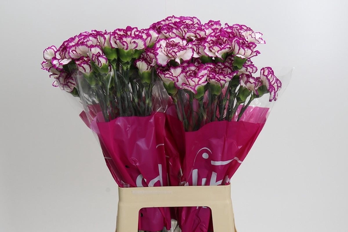 <h4>Dianthus St Kino</h4>
