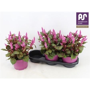 Celosia Wild Pink