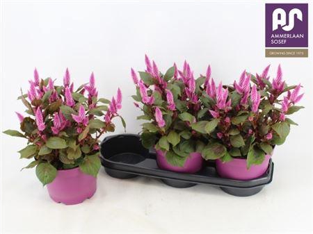 <h4>Celosia Wild Pink</h4>