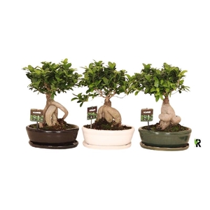 Ficus Mi Ginseng FGKMO3045