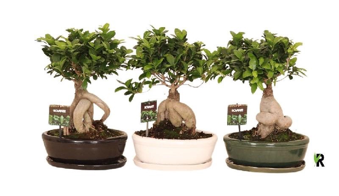 <h4>Ficus Mi Ginseng FGKMO3045</h4>