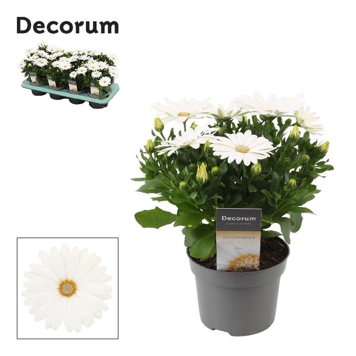 <h4>Osteospermum creme Creme, beperkt leverbaar</h4>