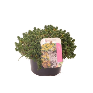 Sedum album Coral Carpet