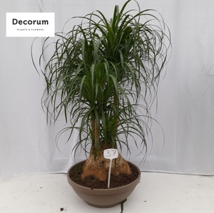 Beaucarnea vertakt op nummer 37