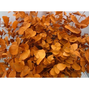 Euc Cinerea Oranje