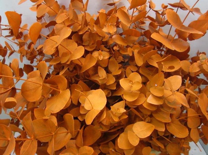 <h4>Euc Cinerea Oranje</h4>