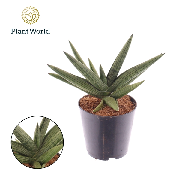 <h4>Sansevieria Helios gedraaid</h4>